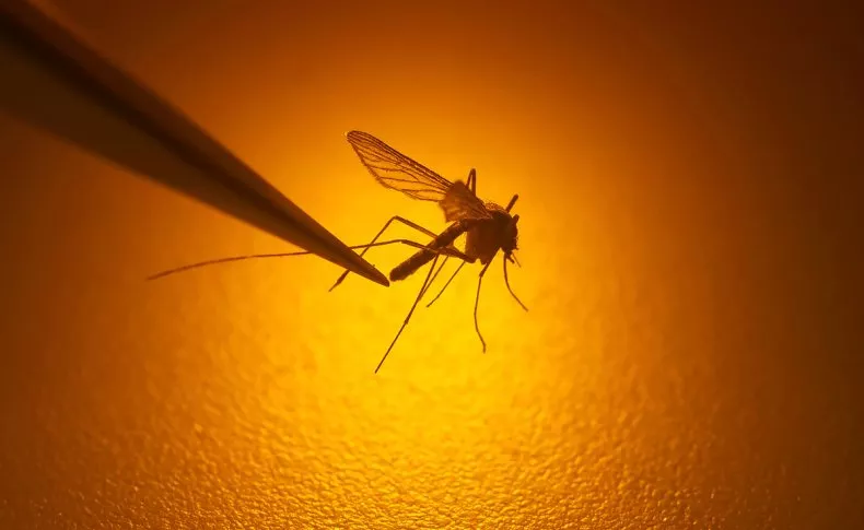 Західний Ніл: нова серйозна загроза для України